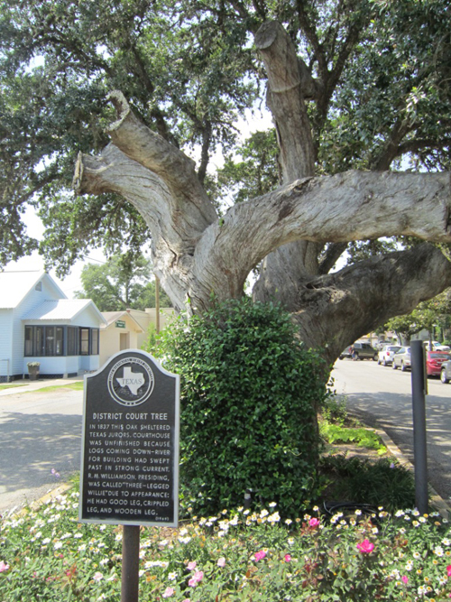 Columbus Court Oak-recent